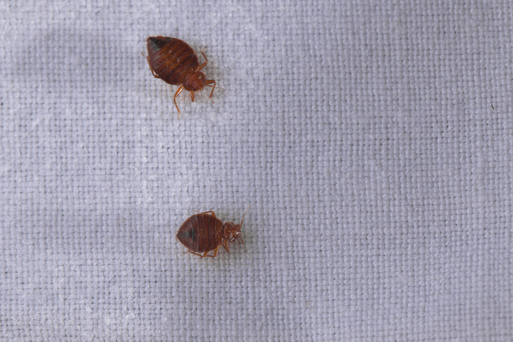 bedbugs