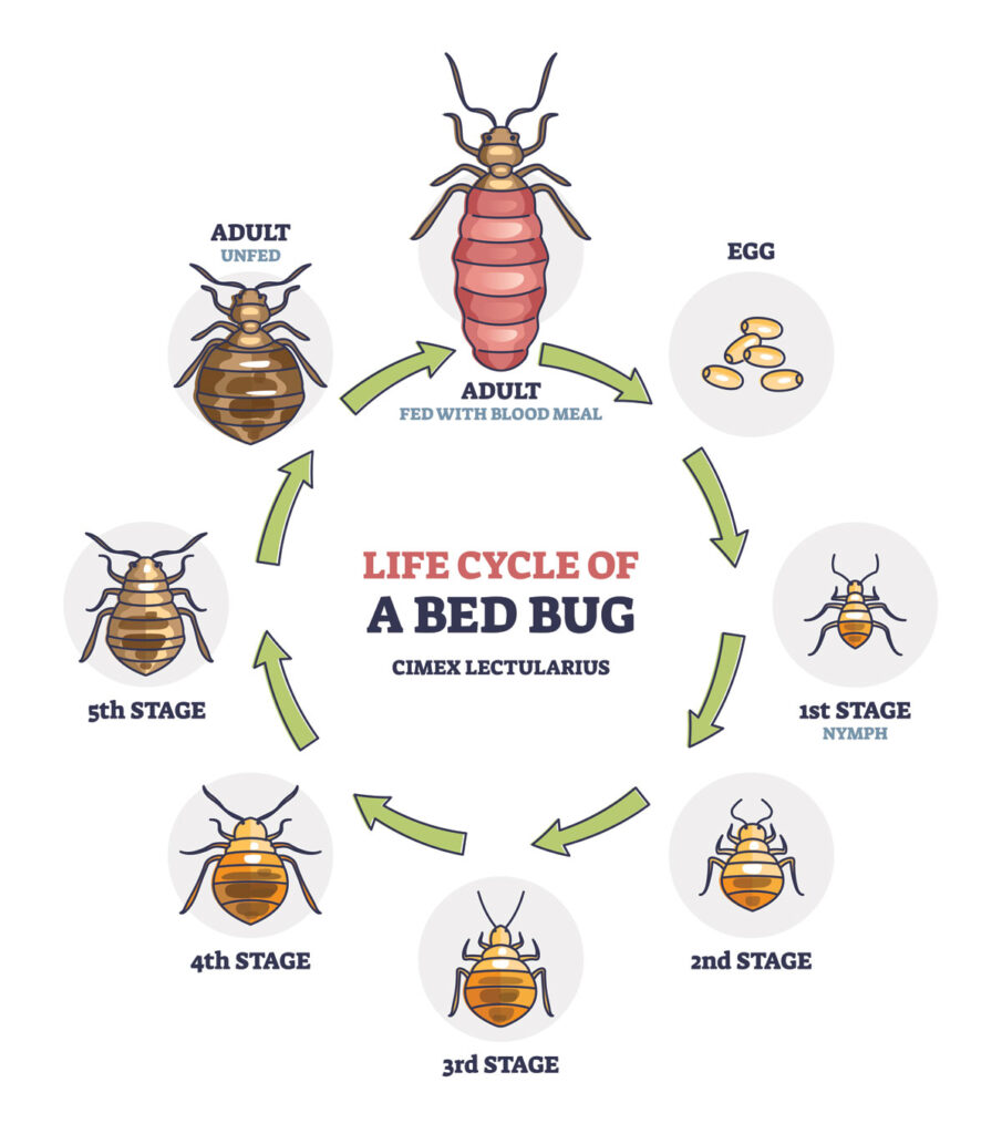 Bedbug Life Cycle